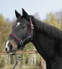Halfter Dexter mit Fleece- unterlage, schwarz, Gr. 2 Produktbild-Vorschau 6
