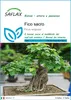 SAFLAX  - Fico sacro - 100 semi - Ficus Anteprima dell’immagine prodotto 1