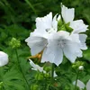 6 x Slez biely - Malva moschata 'Alba' | kvetináč 9cm x 9cm Náhľad obrázku produktu 1