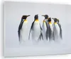Bilder auf glas - Pinguine Winter Schnee Spaziergang - Produktbild-Vorschau 1