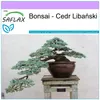 SAFLAX - Bonsai - Cedr Libański - 20 Nasiona - Cedrus Podgląd zdjęcia produktu 5
