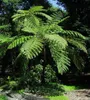 Austrálska stromová papraď (Cyathea cooperi)  – 1 dávka Náhľad obrázku produktu 2