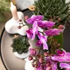 Kolibri Orchids Orchidée Phalaenopsis violette/rose, pot Voir les images du produit 4