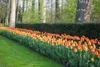 Tulipes Banja Luka bulbes de fleurs 50 pièces. Voir les images du produit 10