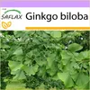 SAFLAX - ginkgo - Ginkgo biloba - 4 Semená Náhľad obrázku produktu 9