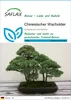 SAFLAX - Chinesischer Wacholder - Juniperus chinensis - 30 Produktbild-Vorschau 1