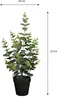 Mica Decorations Eucalyptus Kunstpflanze in Blumentopf - Produktbild-Vorschau 5