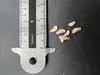 Tindola (Coccinia grandis)  – 10 semen Náhled obrázku produktu 3