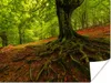 MuchoWow® Poster Baum - Wald - Herbstblätter 160x120 cm - Produktbild-Vorschau 1