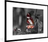 MuchoWow® Gerahmtes Poster Schmetterling - Tiere - Blumen - Produktbild-Vorschau 1