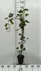 Hedera hibernica - Irische Efeu 80-100 cm | Topf Produktbild-Vorschau 2