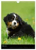Berner Sennenhund 2027 (Wandkalender 2027 DIN A4 hoch), Produktbild-Vorschau 6