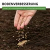 Phacelia Bienenfreund Samen 3 g - Phacelia tanacetifolia - Produktbild-Vorschau 5