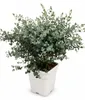 Eucalyptus Cinerea Silver Dollar ok. 60 cm – eukaliptus Podgląd zdjęcia produktu 5