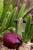 Fiore carogna (Stapelia leendertziae)  - 5 pezzi Anteprima dell’immagine prodotto 2