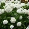 Green boutiQ - Hortensia à plumes - Hydrangea arborescens Voir les images du produit 1