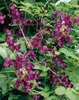 Fingerblättrige Akebie 40-60 cm, im Topf - Akebia quinata Produktbild-Vorschau 4