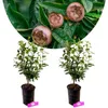 Set mit 2 Mispelbäumen (Mespilus germanica) – 40–60 cm hoch Produktbild-Vorschau 1