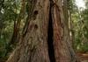 SAFLAX - Sekwoja Przybrzeżna - 50 Nasiona - Sequoia Podgląd zdjęcia produktu 4