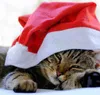 Cappello di Babbo Natale con campanelle a pompon Anteprima dell’immagine prodotto 3