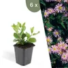 Plants by Frank | 6 Aster Pflanzen | Aster Ageratoides Produktbild-Vorschau 1
