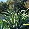 Semená Agave Vilmoriniana - balenie 10 ks - Bez tŕňov - Náhľad obrázku produktu 7
