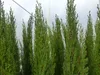 1 x Mittelmeerzypresse Cupressus Sempervirens Totem 100 - Produktbild-Vorschau 2
