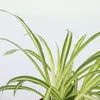 Zielistka Sternberga - 3 szt - Chlorophytum 'Atlantic' - Podgląd zdjęcia produktu 3