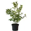 A potted blueberry plant against a white background. Produktbild-Vorschau