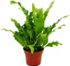 Asplenium nidus Campio - speciální odrudy kapradin do Náhled obrázku produktu 1