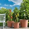 Three potted plants, including tomatoes, peppers, and a fig tree, are arranged on a patio next to a white bench. Produktbild-Vorschau
