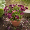 Anti-Moskito-Pflanze - 6 Stk - Pelargonium - Höhe 15-25cm - Produktbild-Vorschau 6