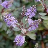 Hebe tłustolistna - 6 szt - Hebe pinguifolia - Wysokość Podgląd zdjęcia produktu 4