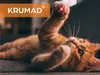 Pointeur laser pour chats KRUMAD, jouet LED pour chats 3 en Voir les images du produit 2