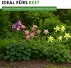 Akelei Mrs. Scott Elliot Mix Samen - Aquilegia x hybrida - Produktbild-Vorschau 8