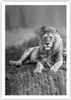 Poster - Poster ohne Rahmen - Löwe Tier Natur - 70x100 cm - Produktbild-Vorschau 1