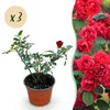 Rosa da giardino Rosa The Fairy Rossa, set da 3 - Anteprima dell’immagine prodotto 2