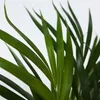 Areka - Dypsis lutescens - Wysokość 60-70cm - ⌀17cm Podgląd zdjęcia produktu 3