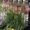 Stauden Gänge 1 x Miscanthus sinensis 'Red Cloud®' im 1 Produktbild-Vorschau 3