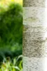 Betula utilis, Himalaya-Birke, 100–150 cm Produktbild-Vorschau 5