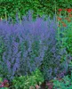 Nepeta x faassenii 'Six Hills Giant', Katzenminze, blau, Produktbild-Vorschau 4