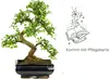 Bonsai Baum mit Keramik Blumentopf - Ligustrum, Ficus, Produktbild-Vorschau 3