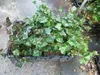 12 x Hedera helix 'Woerner' - Gemeiner Efeu 'Woerner - Topf Produktbild-Vorschau 2