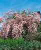 Kolkwitzia amabilis, Kolkwitzie, rosa Blüten, 60–100 cm Produktbild-Vorschau 12