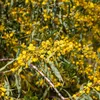 Bakker.com - Mimose der vier Jahreszeiten, Der topf / Ø 9cm Produktbild-Vorschau 2