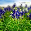 Düngelupinen Gründünger Lupinen Blaue 25kg Produktbild-Vorschau 4