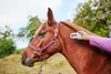 OUTPAW Tierchip Lesegerät Chipleser für Tiere RFID Chip Produktbild-Vorschau 10