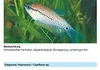 sera med Professional Nematol 50 ml - Fischmedizin gegen Produktbild-Vorschau 7