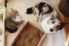 A cat and a dog are looking up at the camera next to a litter box filled with pellets. Anteprima dell’immagine prodotto