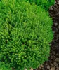 Hebe 'Green Globe', Strauchveronika, kompakt, 10–15 cm Produktbild-Vorschau 3